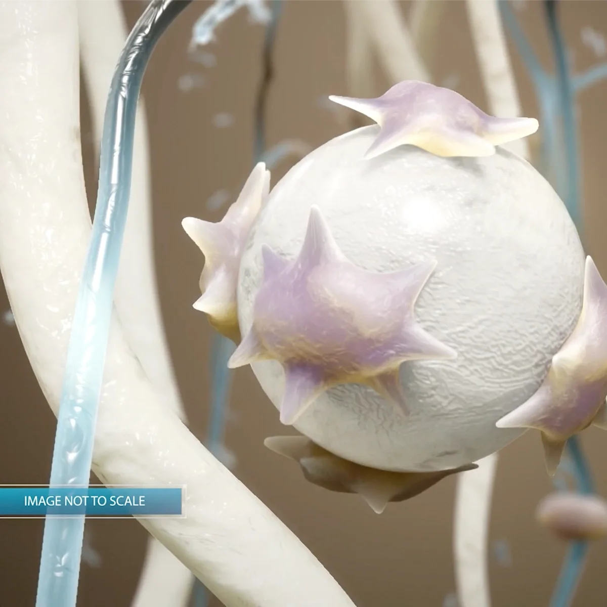 CaHA 미세구와 섬유아세포 3D 렌더