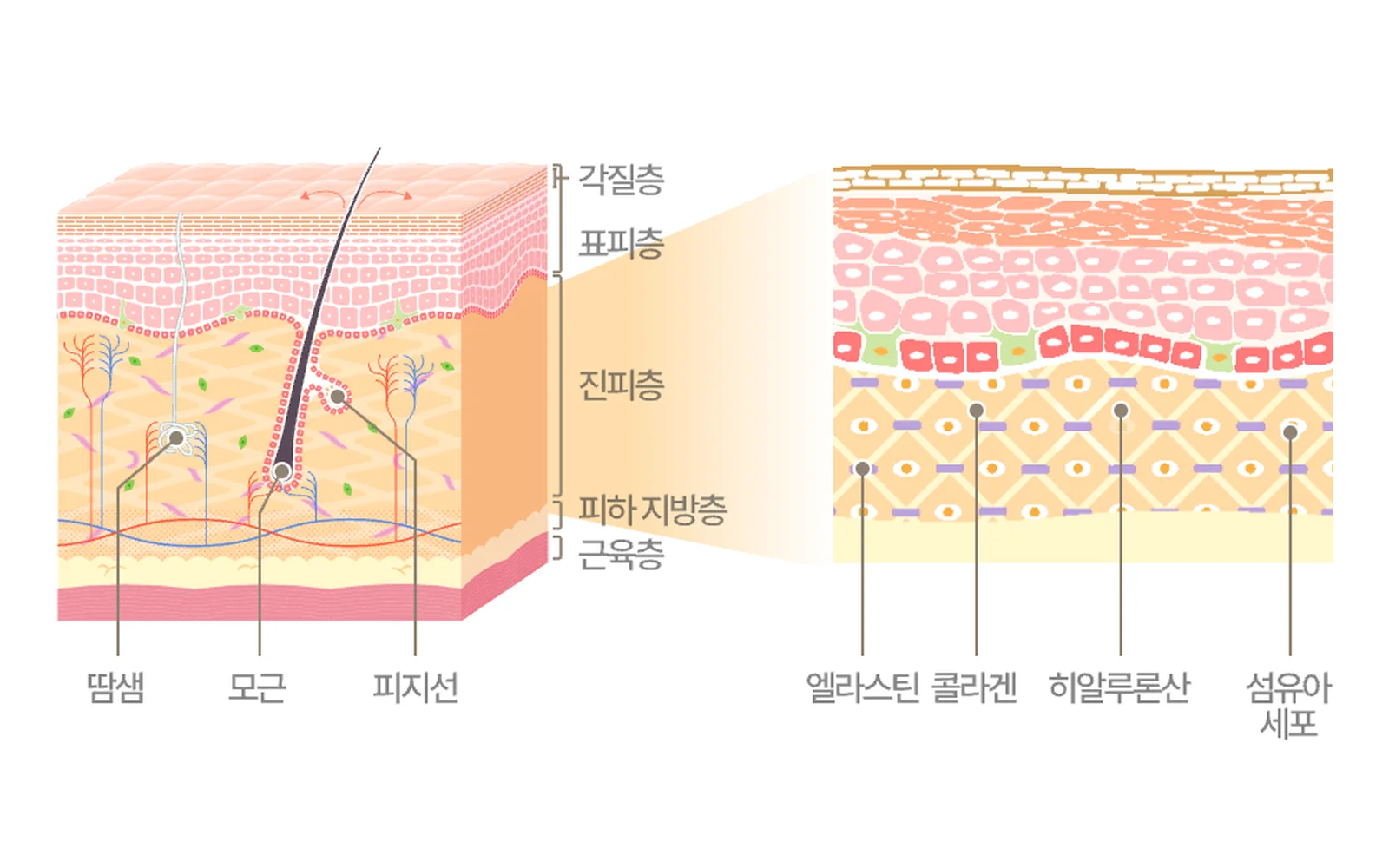 แผนภาพภาคตัดขวางผิวหนัง ชั้นหนังกำพร้าชั้นนอกสุด · หนังกำพร้า · หนังแท้ · ชั้นไขมันใต้ผิวหนัง · จัดทำโดย AbbVie Korea